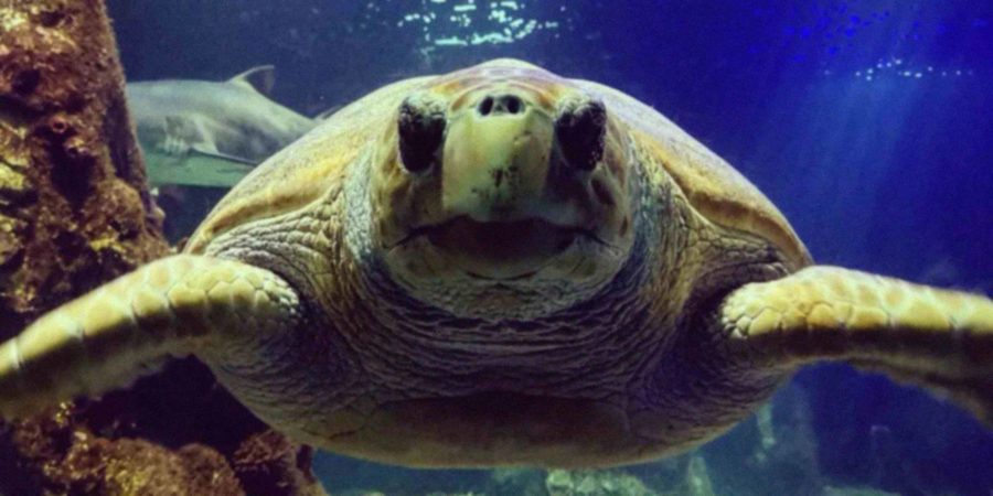 Dingle Oceanworld have successfully rehabilitated seven Loggerhead turtles.