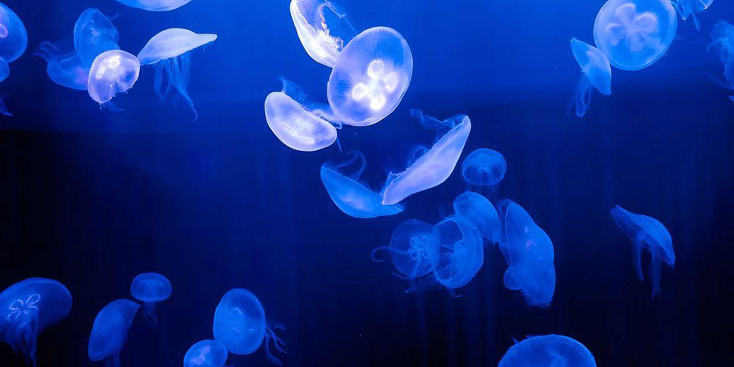 Moon JellyFish at Dingle A