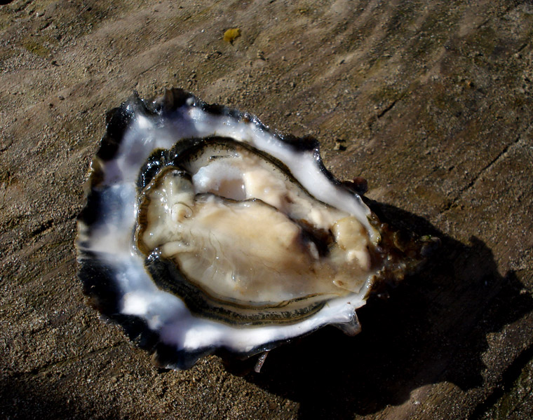 Oisrí Pictúir d'Oisrí