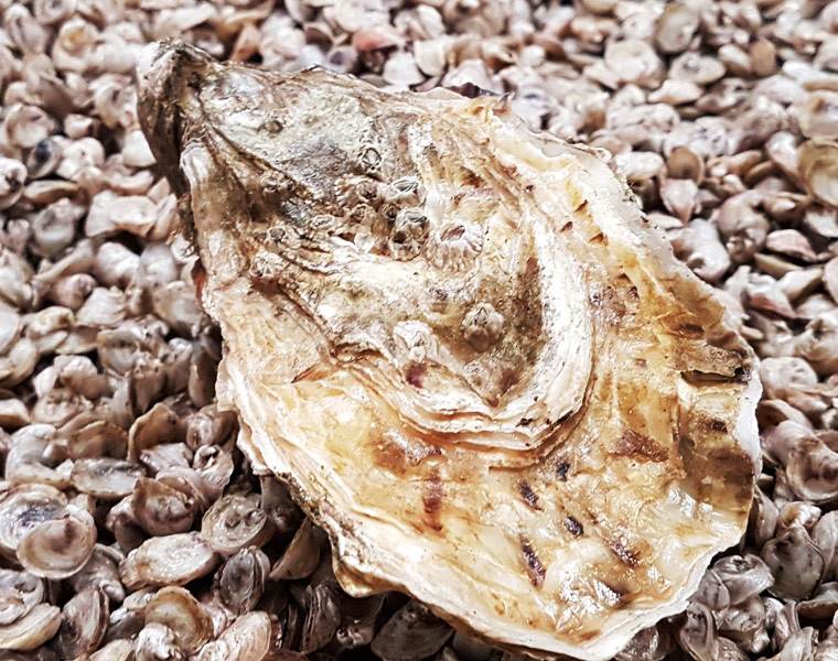 Oisrí Pictiúr d'Oisrí