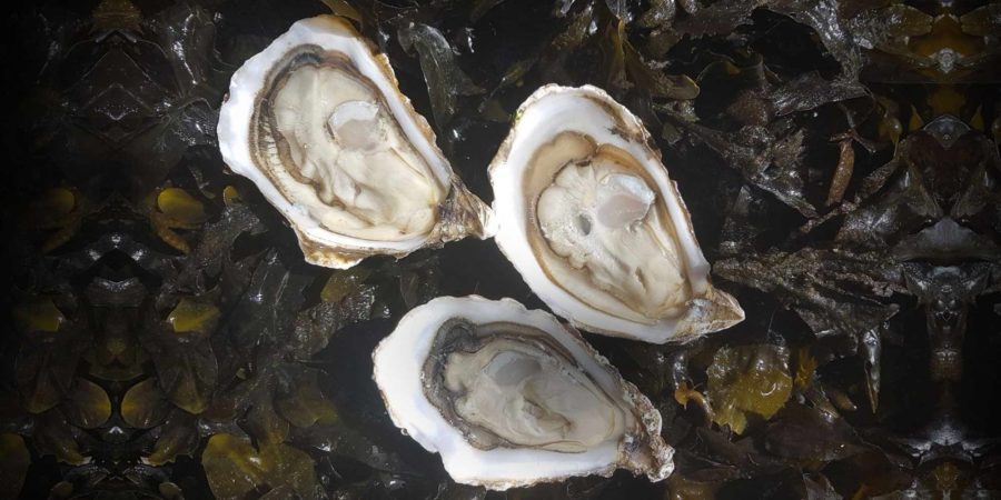 Pictiúr de n'Oisrí den scoth atá á sholáthar ag Meitheal Trá na Rinne