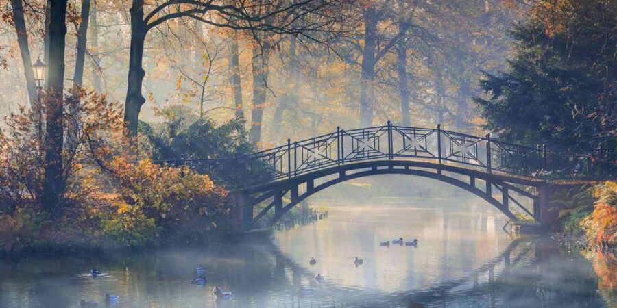 Lachain ag snámh faoi dhroichead admhaid