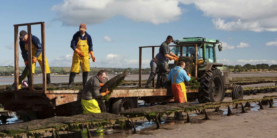 Fir i mbun oibre ag baint oisrí ag Hartys Oysters