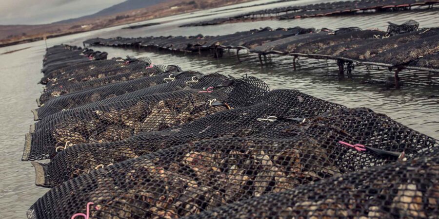 Málaí oisrí Irish Premium Oysters