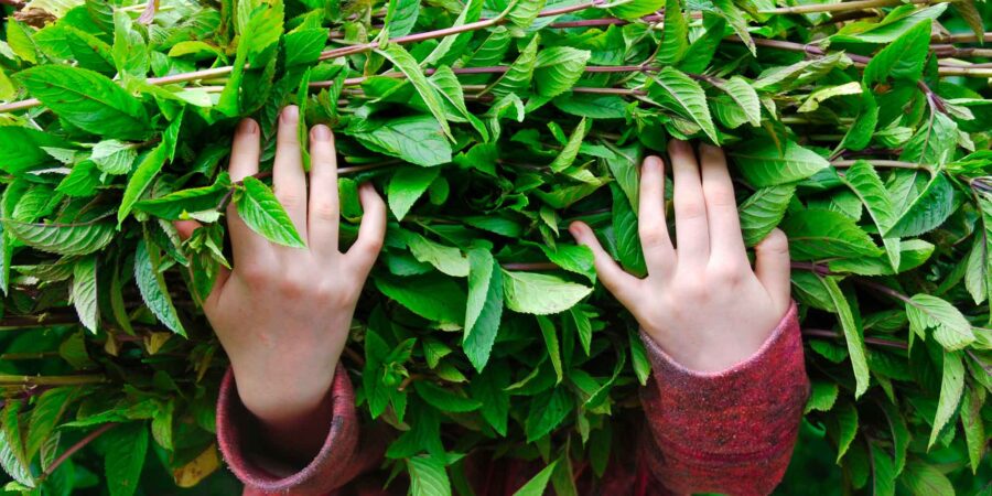 Ag iompar duilleoga tae Meadowsweet Tea