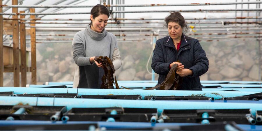 Beirt bhan ag socrú feamainne ag Mungo Murphys Seaweed Co