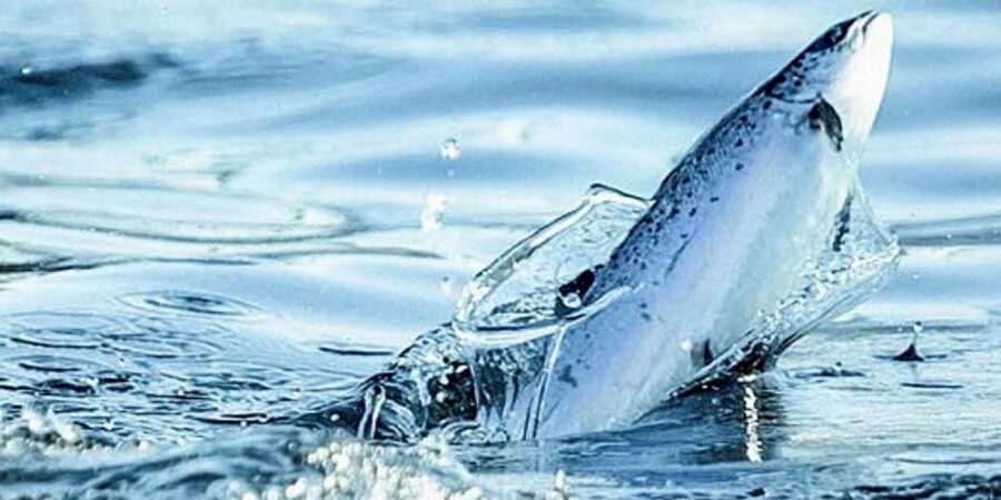 Bradán ag léim san uisce ag Seaspray